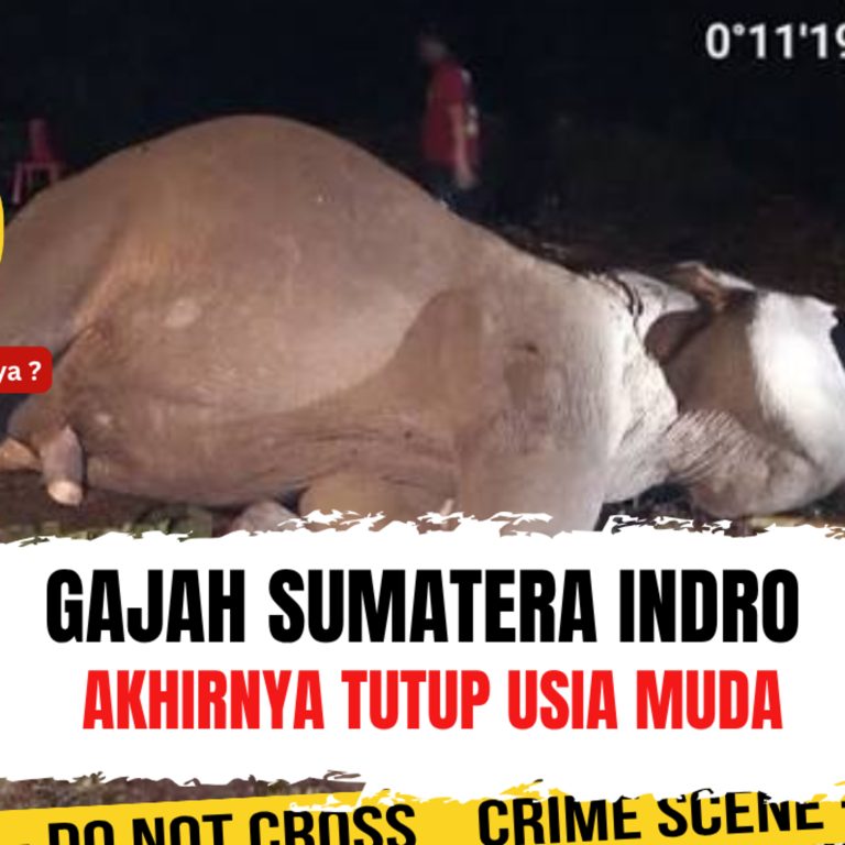 Gajah Sumatera Indro akhirnya tutup usia muda, ada apa sebenarnya ? | Ep. 2751