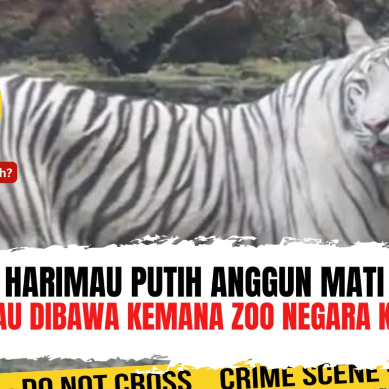 Harimau Putih Anggun Mati. Mau dibawa Kemana Zoo Negara Kita? | Ep. 2789
